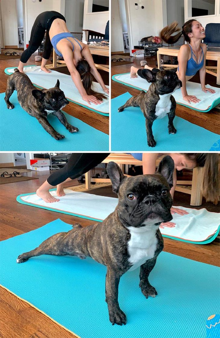Cute Bulldogs Pics, yoga partner 