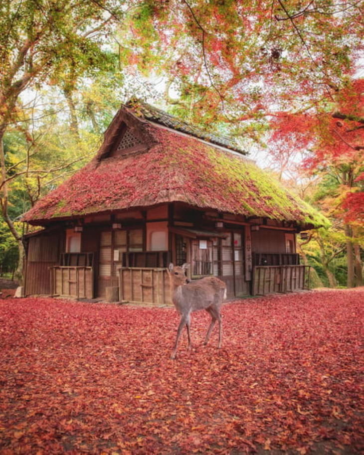 Wonderful Plants Japanese red maple covering a dreamy forest cottage