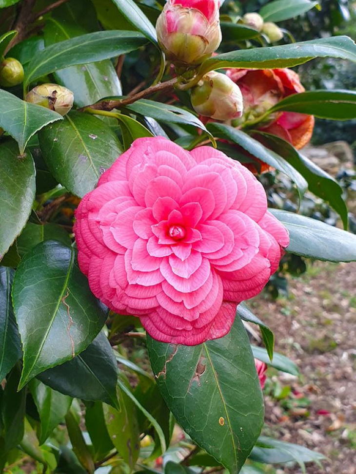 Wonderful Plants Camellia Japonica