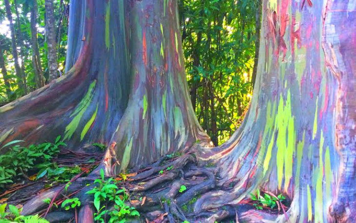 Wonderful Plants rainbow eucalyptus (Eucalyptus deglupta)