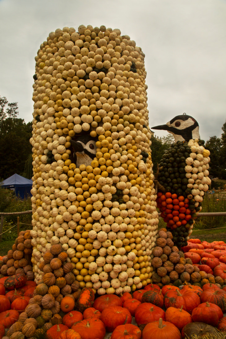 woodpecker pumpkin installation 