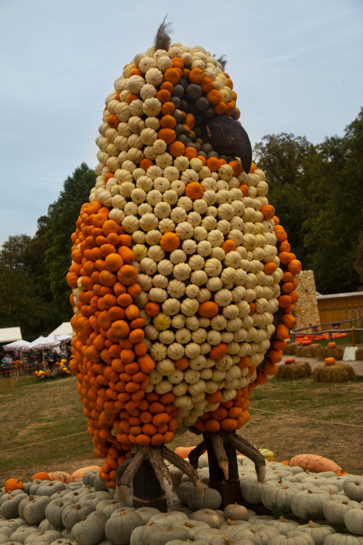 parrot pumpkin installation 