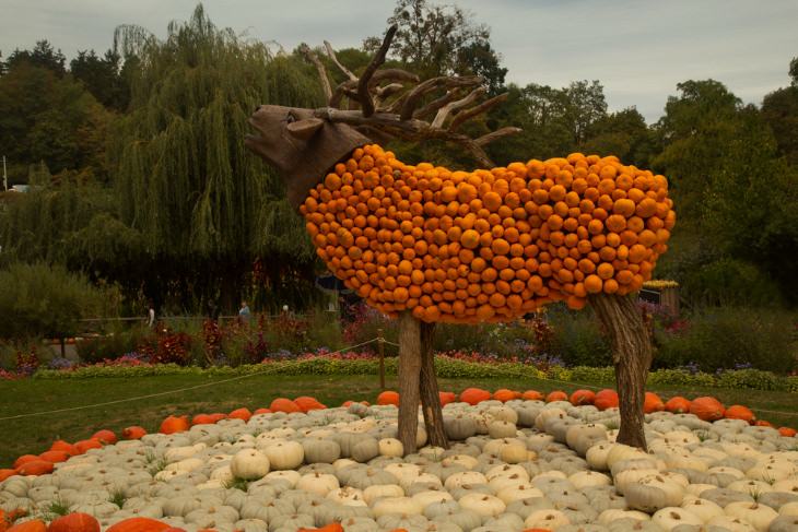 moose pumpkin installation 
