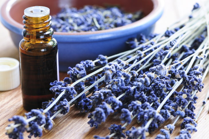 Essential Oils & the Immune System lavender oil