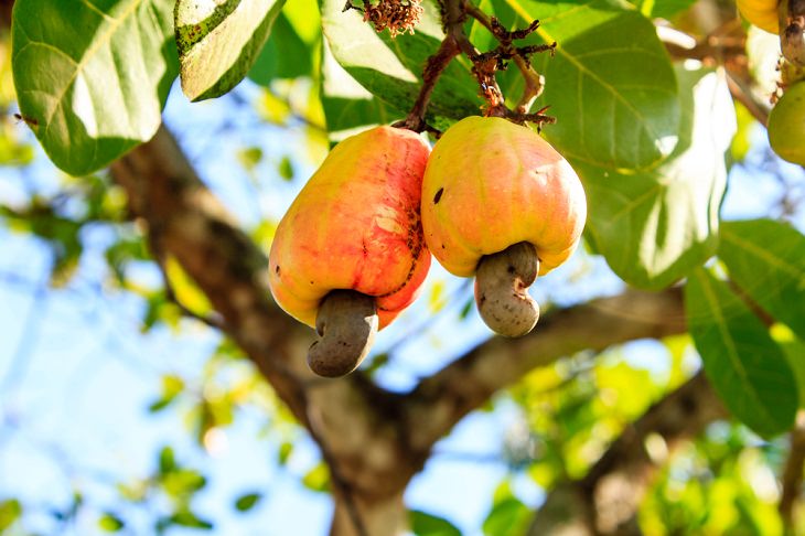  Benefits Of Eating Cashews, 