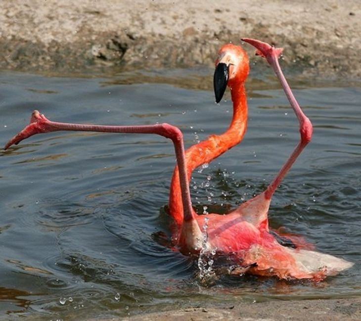 CLUMSY ANIMALS, flamingo