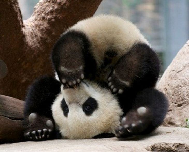 CLUMSY ANIMALS, panda