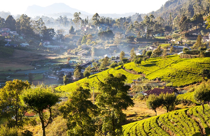 Scenic Tea Plantations, Nuwara Eliya,
