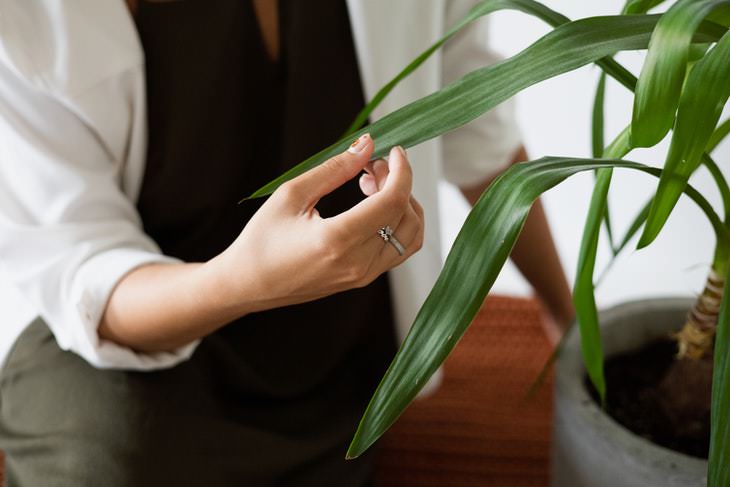 Plant Leaves Curling Up Aging