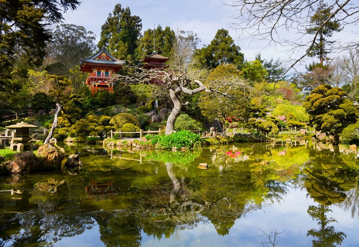 Scenic Tea Plantations, Japanese Tea Garden