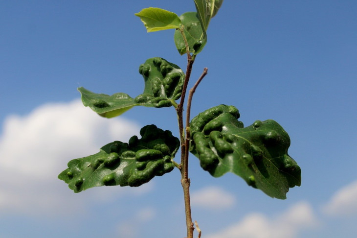 Plant Leaves Curling Up sick plant