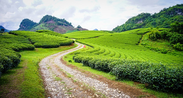Scenic Tea Plantations, Moc Chau Plateau