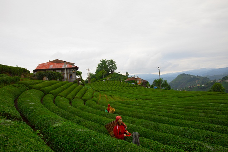Scenic Tea Plantations, Rize