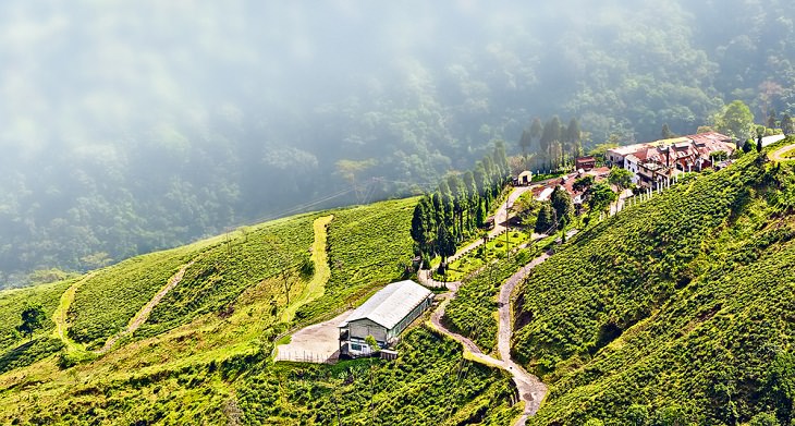 Scenic Tea Plantations, Darjeeling 