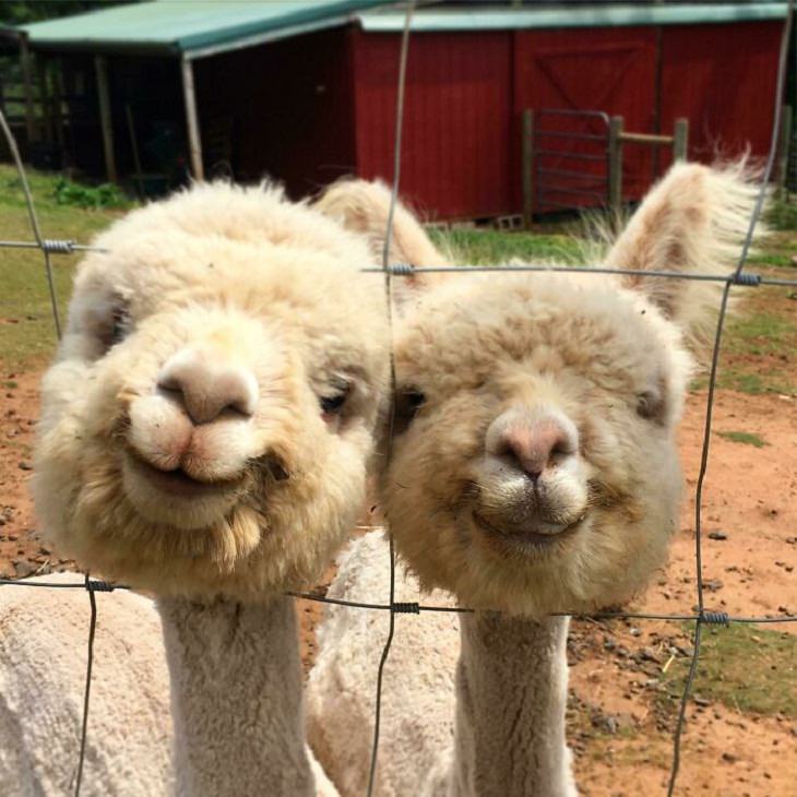 Adorable Pics of Alpacas, smile