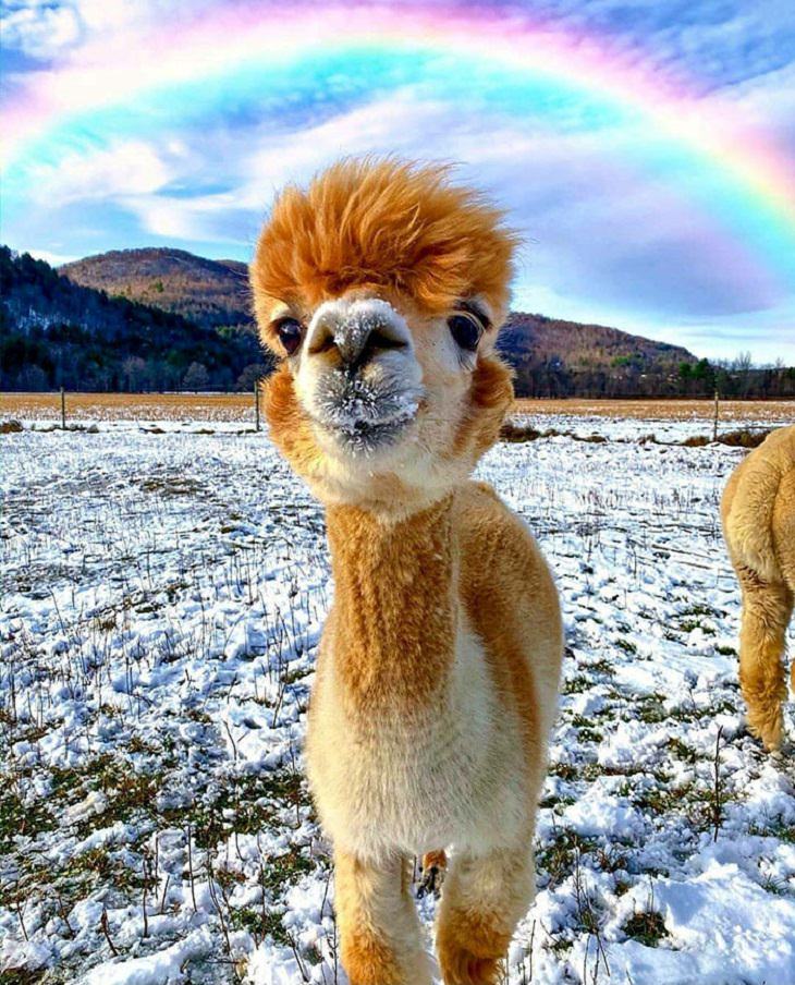 Adorable Pics of Alpacas, rainbow