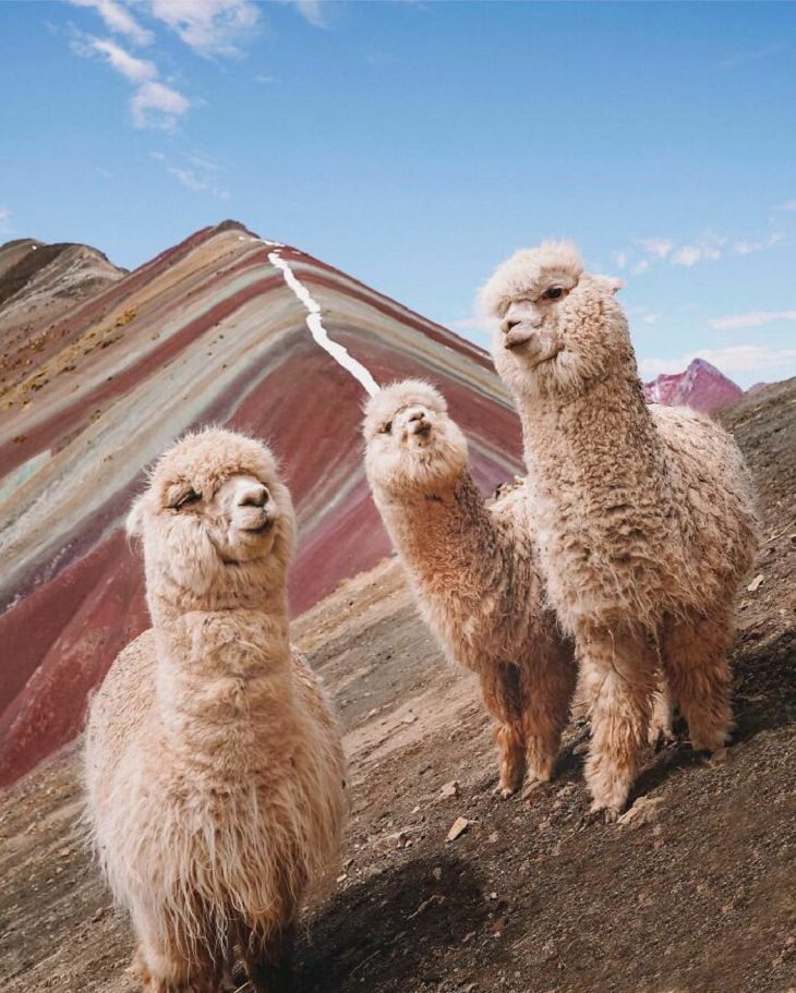 Adorable Pics of Alpacas, mountain