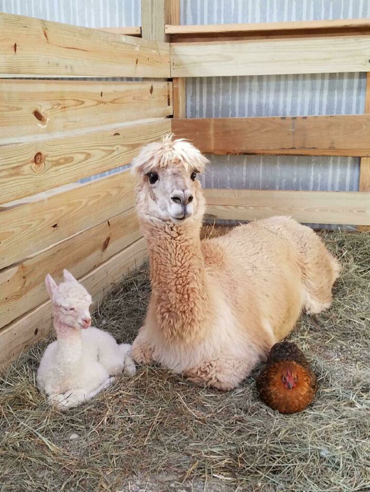 Adorable Pics of Alpacas, Mommy 