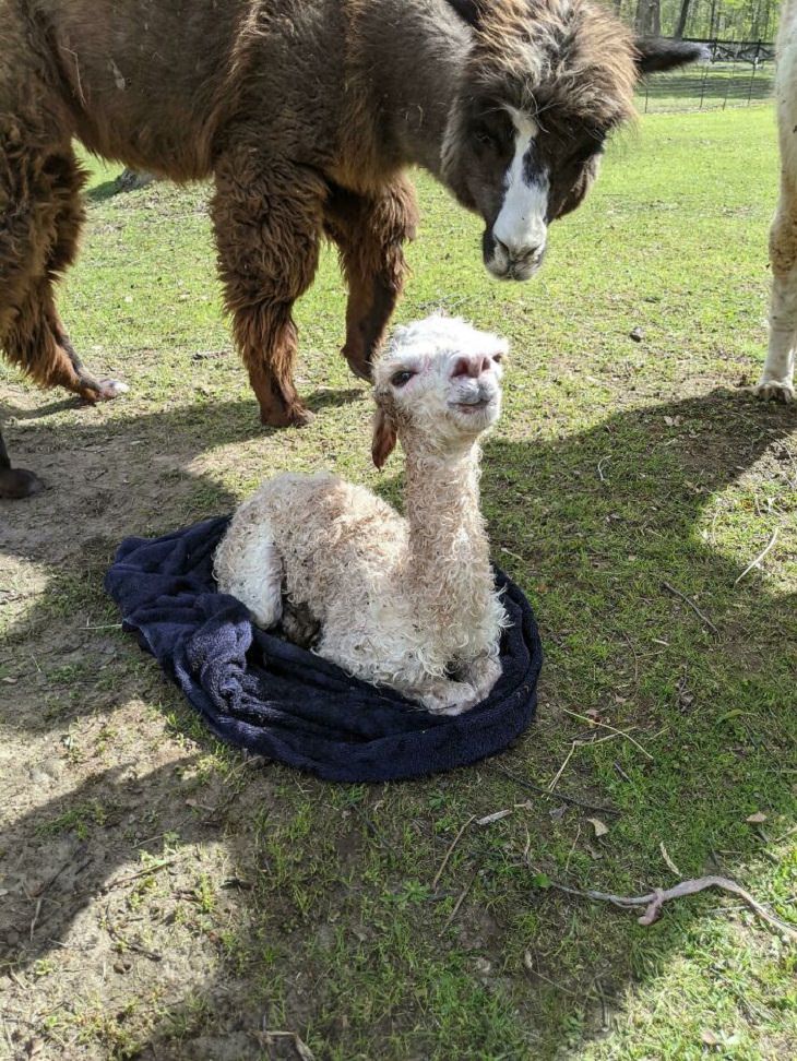 Adorable Pics of Alpacas, newborn