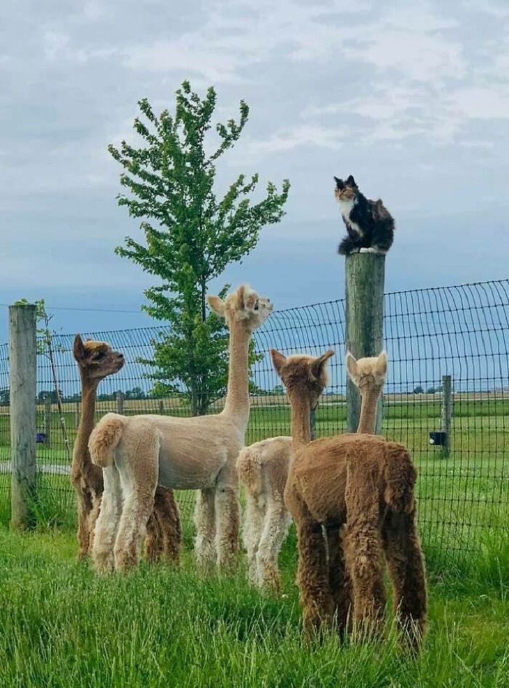 Adorable Pics of Alpacas, alpacas and their cat