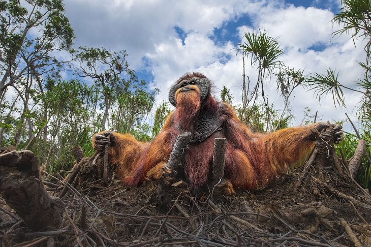 2021 Nature Conservancy Photo Contest, orangutan 