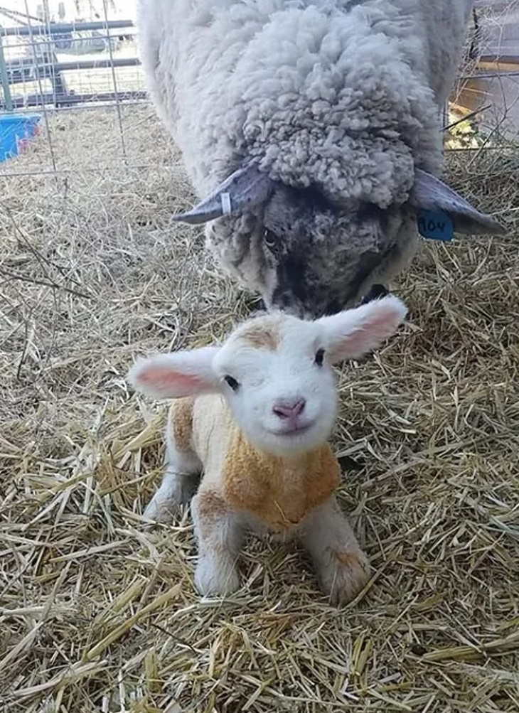 cute animals lamb