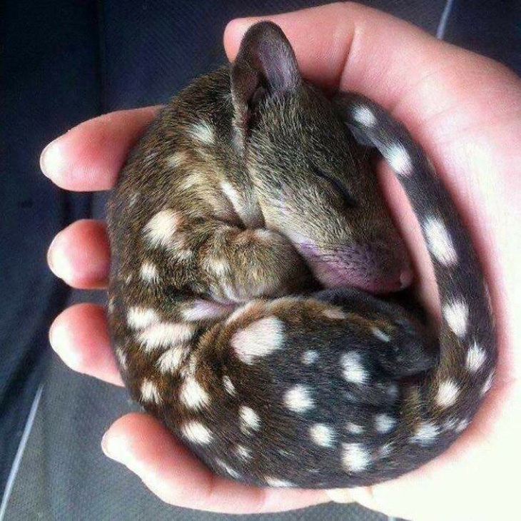 cute animals  tiger quoll  cub