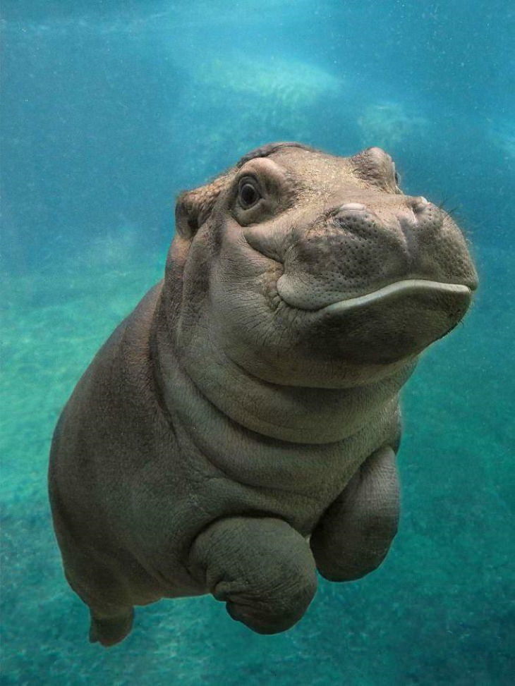 cute animals baby hippo