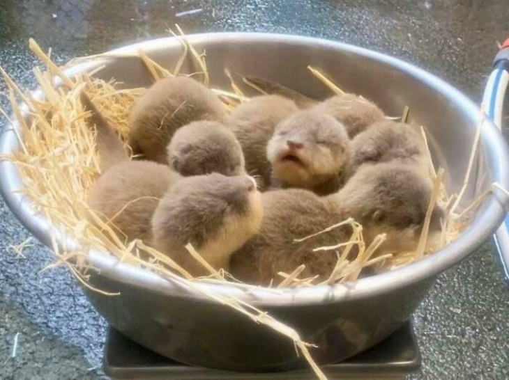 cute animals bowlful of baby beavers