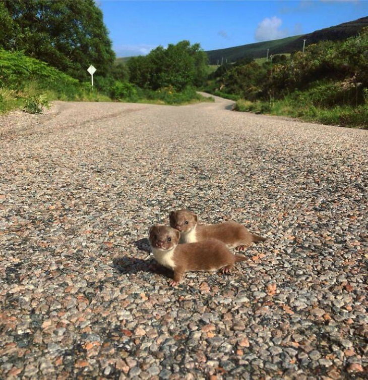 cute animals baby weasels crossing the road