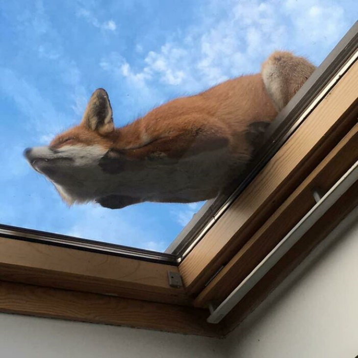 cute animals fox sleeping on roof
