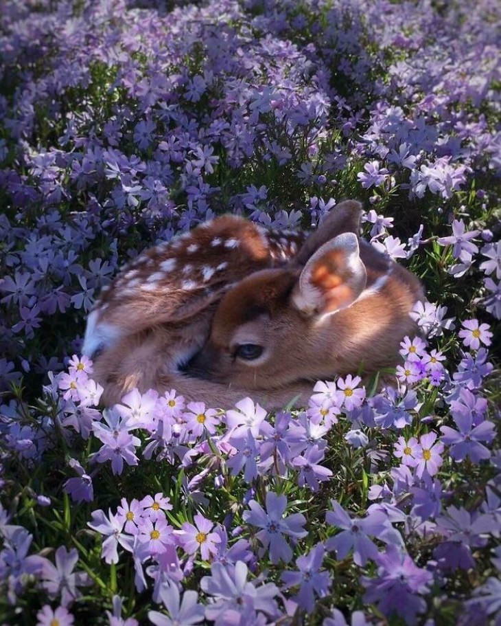 cute animals  fawn sleeping in a flowerbed