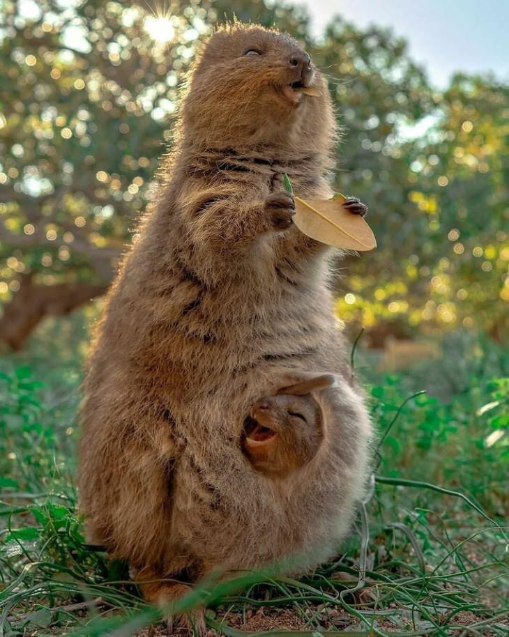 cute animals Quokkas quokkas