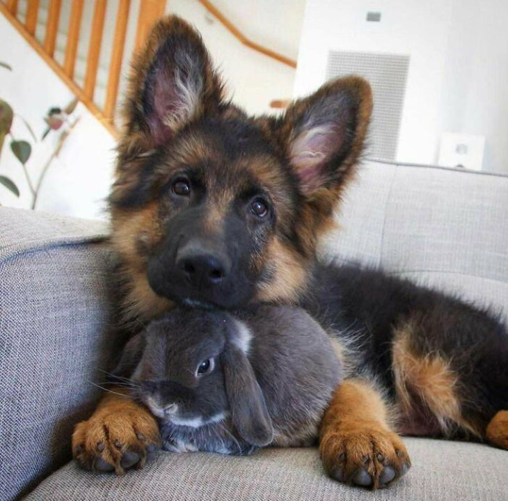 cute animals dog and rabbit