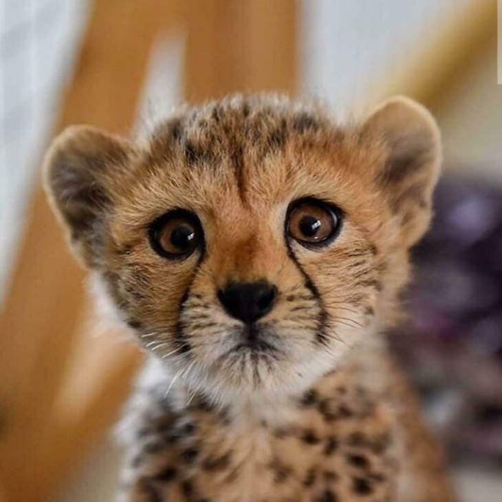 cute animals baby cheetah