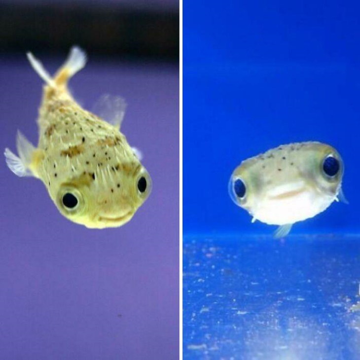 cute animals Baby pufferfish