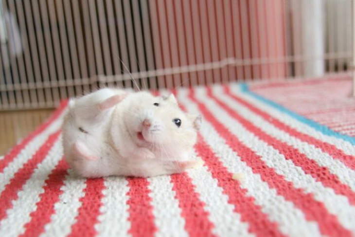 cute animals cute hamsters