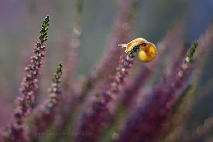 snail photography 