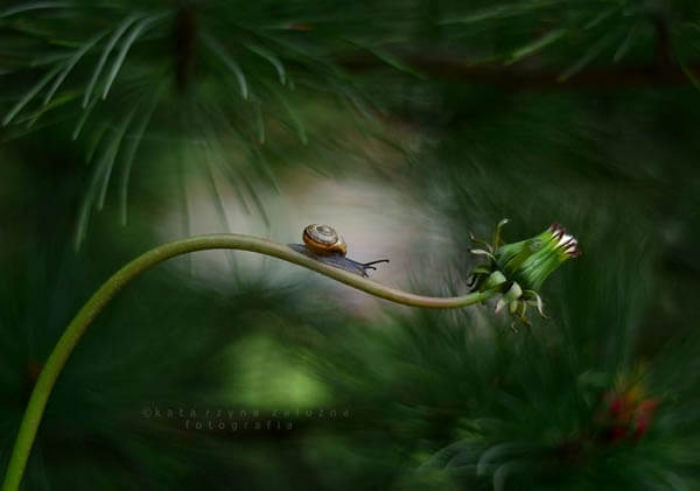 snail photography 