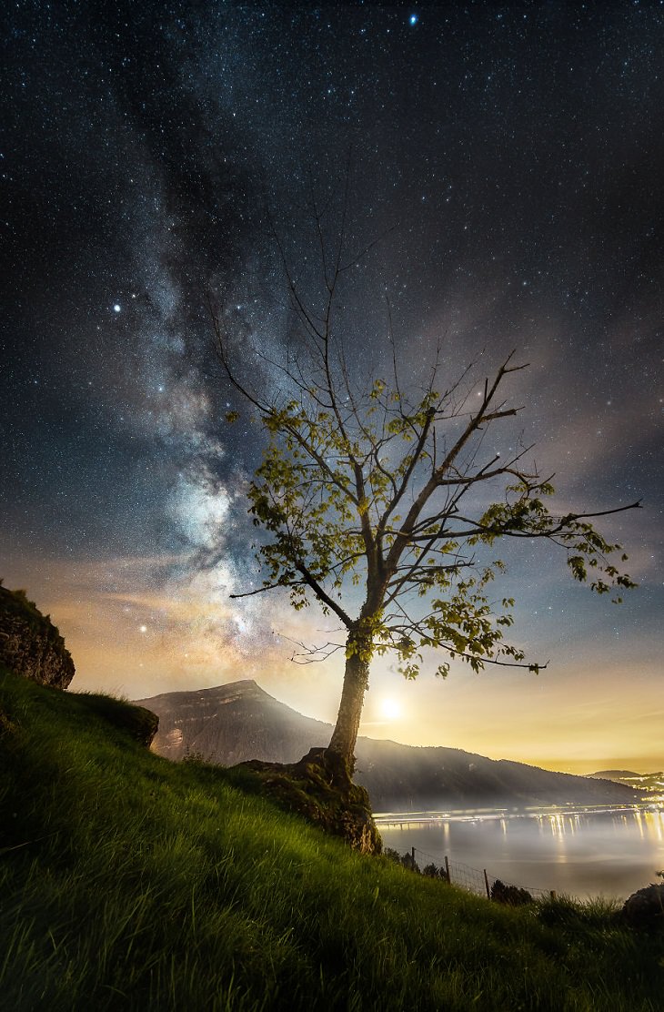 Night Sky, tree