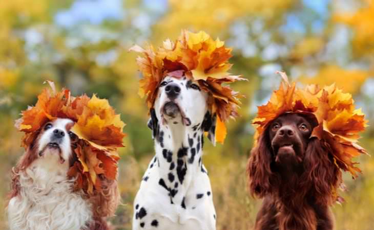 3 dogs with fall leaf crowns 