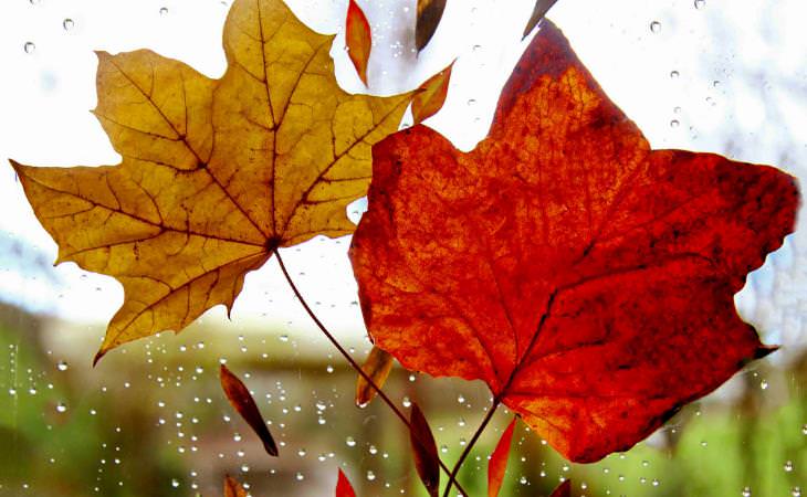 leaves on window 