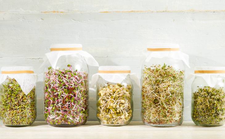 Sprouts grown in jars