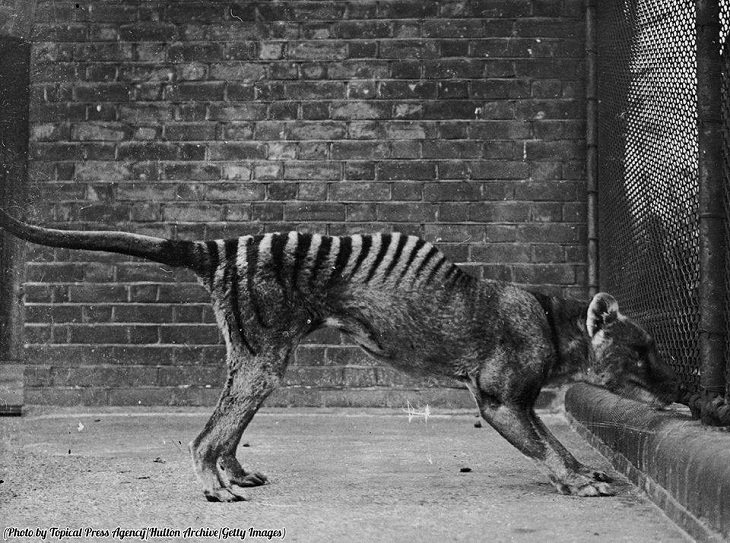 Rare Vintage Photos, Tasmanian tiger'