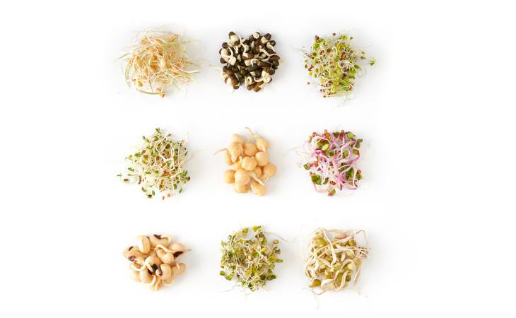kinds of sprouts