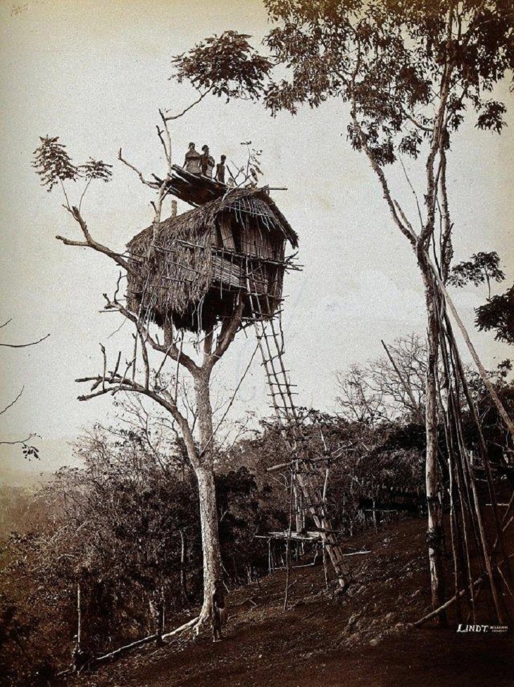 Rare Vintage Photos, tree house of the Koiari people