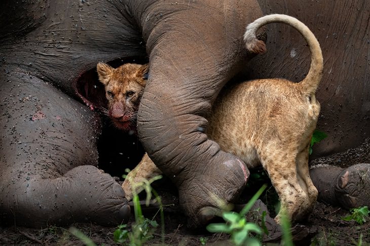 Siena International Photo Awards 2021, Elephant and lion cub