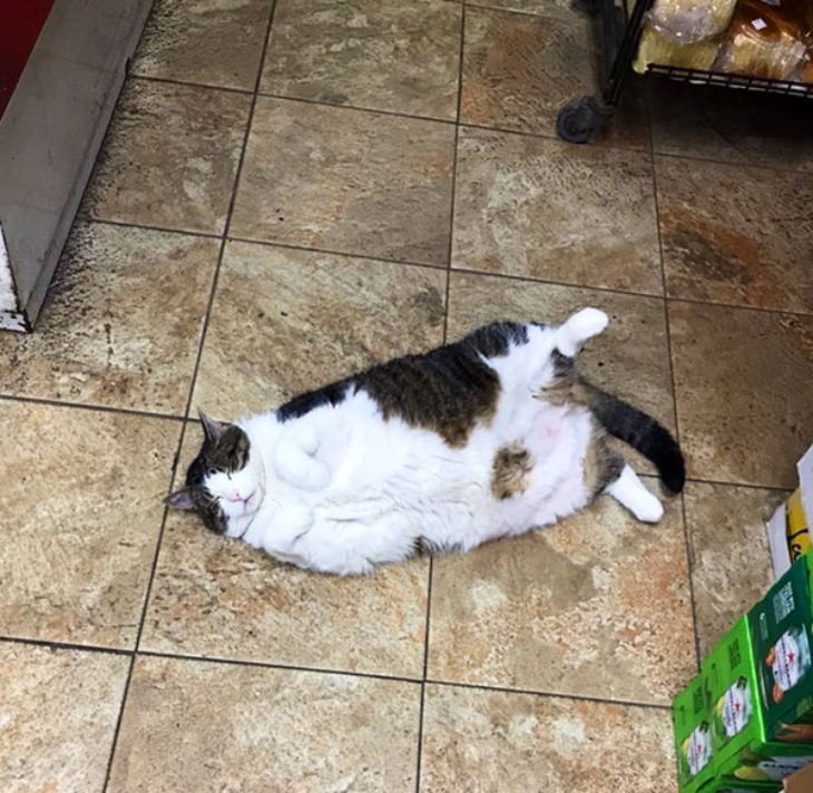 Grocery Store Cats 