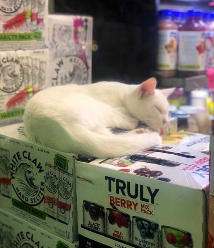 Grocery Store Cats 