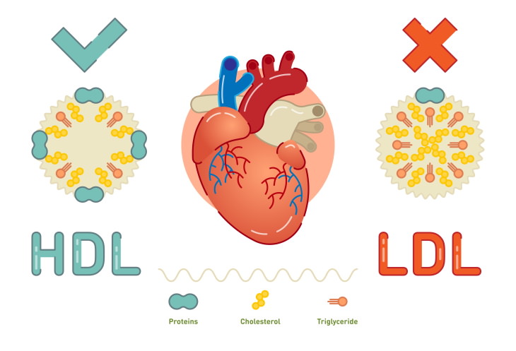 Cholesterol Myths HDL LDL cholesterol